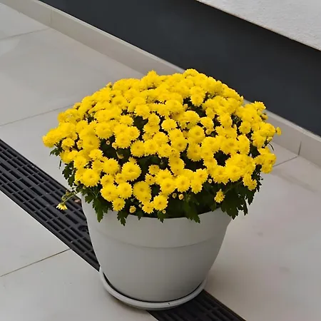 Apartment In Der Grafschaft Elsdorf