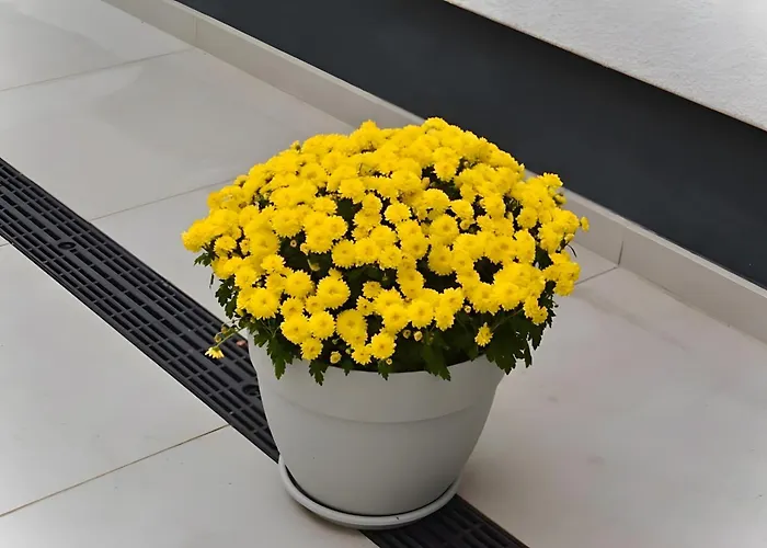 Apartmán In Der Grafschaft Elsdorf